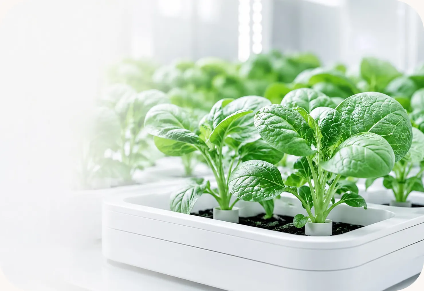 Seedlings growing in a white hydroponic tray in a bright laboratory
