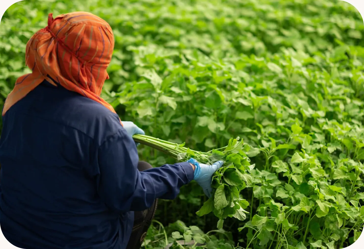 A farmer in an orange headscarf harvesting leafy greens in the field