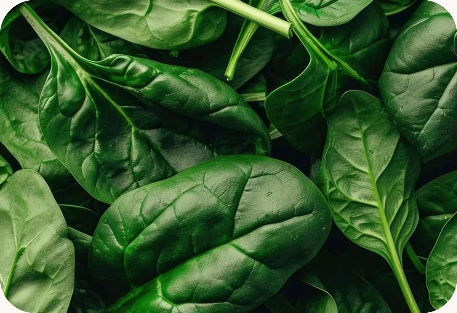 Close-up of fresh, dark green amaranth leaves